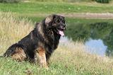 LEONBERG 565